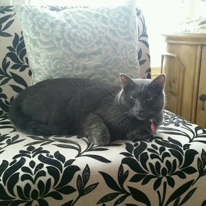 Meet your Posher, Johnnie